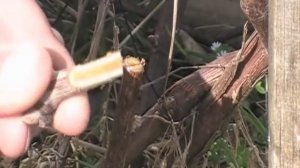 Прививка винограда мастер класс