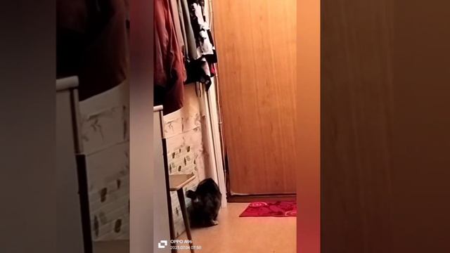 Что делать кошке, если не пускают гулять? Бегать, прыгать дома!😸 смотреть онлайн