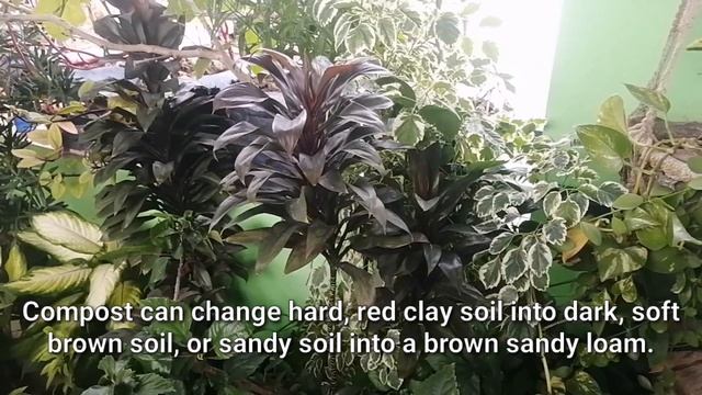 8 Amazing Feng Shui and Lucky Benefits of Ti Plant | Cordyline Fruticosa Mambo is a Good Luck Plant смотреть онлайн