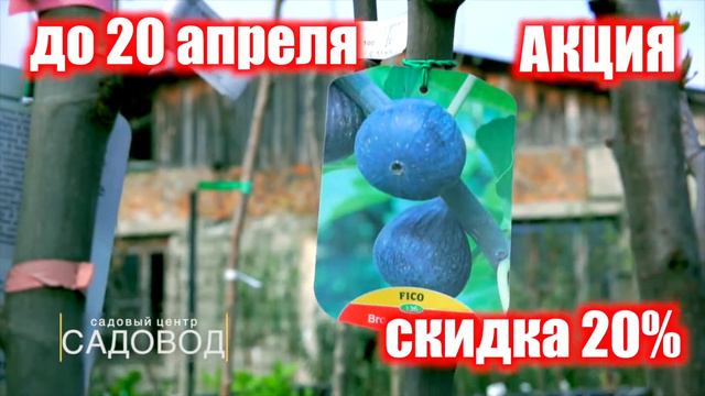 АКЦИЯ САДОВОД 20% СКИДКА НА САЖЕНЦЫ ПЛОДОВЫХ ДО 20 АПРЕЛЯ смотреть онлайн