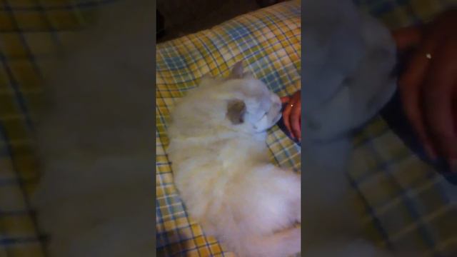 Our Cream Chowchow at 5 weeks old :-) смотреть онлайн