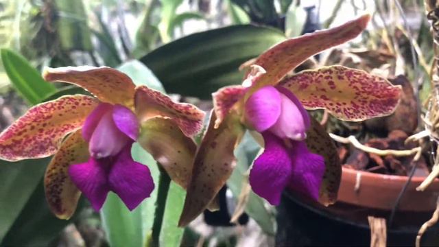 #ANORCHIDADAY #CATTLEYA AN ORCHID A DAY: EPISODE 80 смотреть онлайн