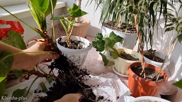 Антуриум зацветёт, как никогда, после правильной пересадки смотреть онлайн