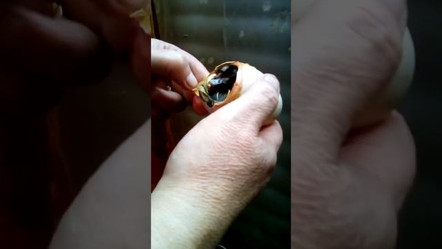 Помощь при вылуплении индоутят смотреть онлайн