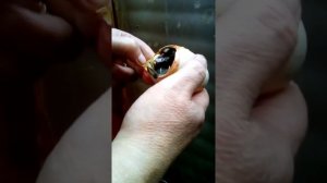 Помощь при вылуплении индоутят