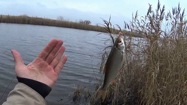 Плотва на фидер. Конкурс. Рыбалка в Запорожье смотреть онлайн