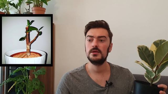 Ficus Varieties Care Tips | All My Fig Trees! смотреть онлайн