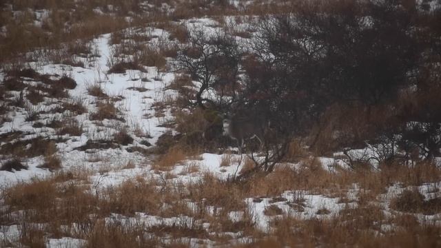 Sitka Blacktail | The Sako Great Hunt Series | Kodiak смотреть онлайн