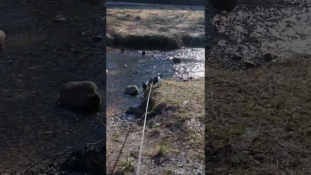 Джек Рассел Гоги ,Охота на уток )) смотреть онлайн