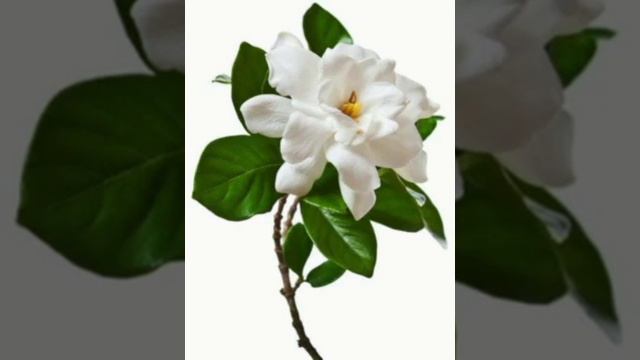 Women Inspiring Story: The White Gardenia from the book-Chicken soup for the women's soul.... смотреть онлайн