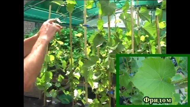 Виноградные подвои 2015 г. (Grape rootstocks 2015) смотреть онлайн