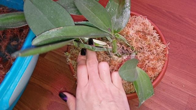 Пересадка cattleya schilleriana и другие.. смотреть онлайн