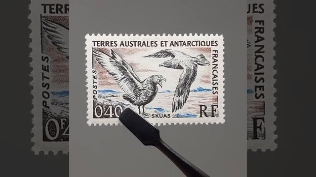 French Southern and Antarctic Lands (TAAF) Stamp 1959 0.4 French franc Brown Skua Birds смотреть онлайн