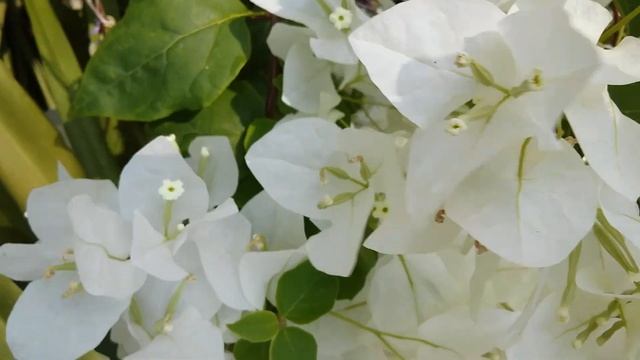 Bougainvillea spectabilis white,叶子花,بوغنفيلية ,বাগানবিলাস,La B. spectabilis è una três-marias смотреть онлайн