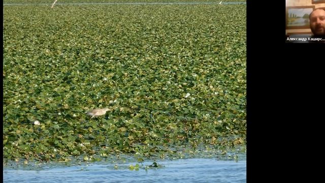 Курс Александра Каширского "Жизнь растений - 2". 10 лекций. Возраст 8+. Лекция 1. Водные растени смотреть онлайн