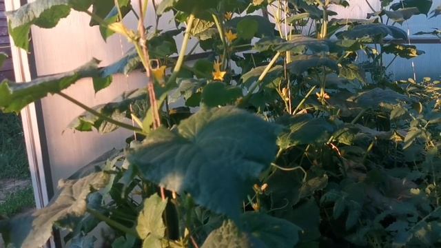 Пустоцвет у огурцов! Что с этим делать? Желтеют завязи и отваливаются! Почему так происходит? смотреть онлайн