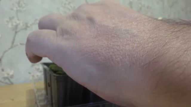 ПИКИРОВАНИЕ   РАССАДЫ  ПЕТУНИИ