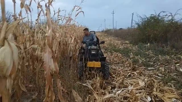 Самодельный комбайн для уборки кукурузы для минитрактора из мотоблока / Конец сезона 2018 смотреть онлайн