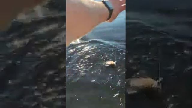 первый окунь на джиг. рыбалка с лодки. дочка молодец. рыбалка на Рыбинском водохранилище. джиг. смотреть онлайн