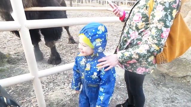 20200314 164605 Решился покормить верблюда и ламу смотреть онлайн