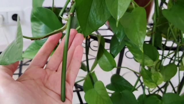 Эпипремнум размножение и крепление - лиана комнатное растение Сциндапсус