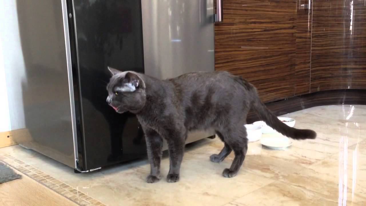 Кот мяукает -2