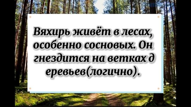 Виды голубей: вяхирь. смотреть онлайн