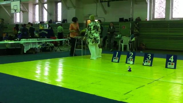 Ринг пекинесов .Эксперт- Kery Cannon(Australia)