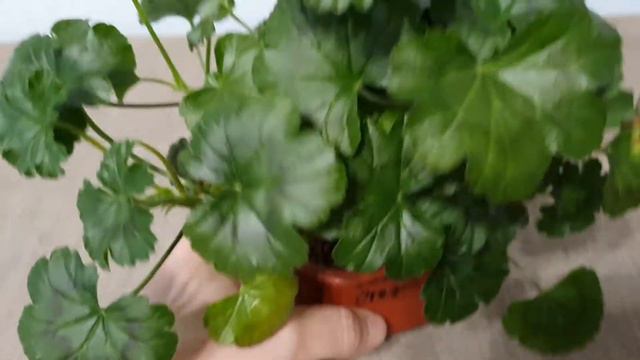 Пеларгонія Petrei Oregon