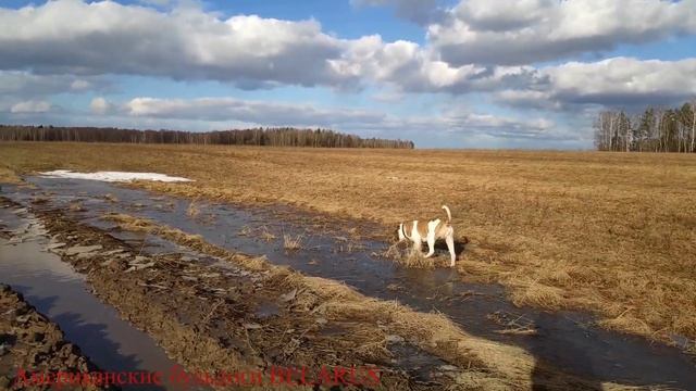 Американский бульдог. Видеозарисовки с бульдогами./American Bulldog. Bulldog Video Sketches