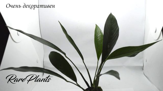 Anubias barteri var glabra смотреть онлайн