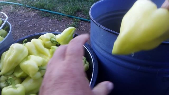 Засолка башкирского перца на зиму.mp4 смотреть онлайн