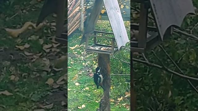 Чьи торчат в кормушке ноги? Сойки, дятла и сороки! смотреть онлайн