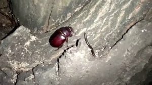 Жук носорог (самка)