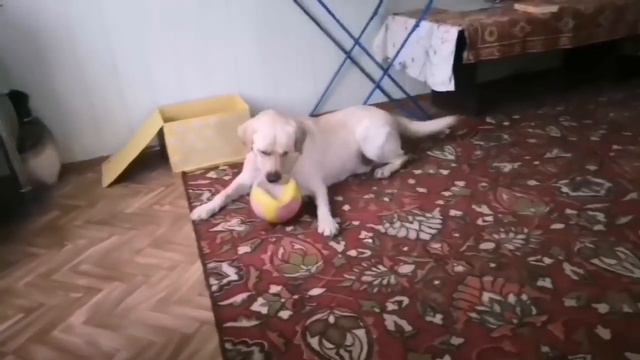 Динуся на нервах. смотреть онлайн