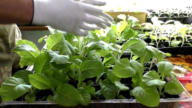 Как закалять рассаду табака перед высадкой в открытый грунт. смотреть онлайн