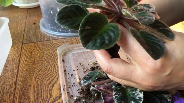 Мини фиалки. Перевалка.Уход за фиаками.Mini violets .Replanting violets. смотреть онлайн