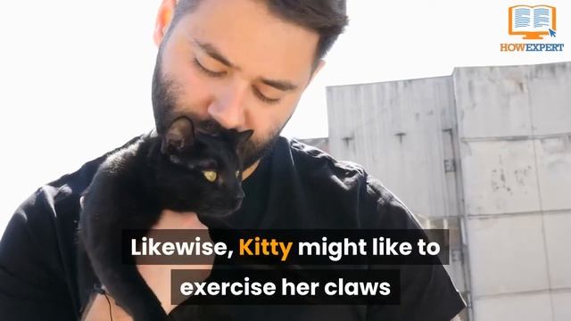 HowExpert Top 10 Cat Tips for Cat Owners & Lessons смотреть онлайн