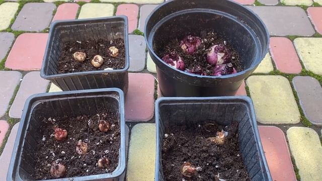 Поздняя посадка луковичных 17.11.23 г. смотреть онлайн