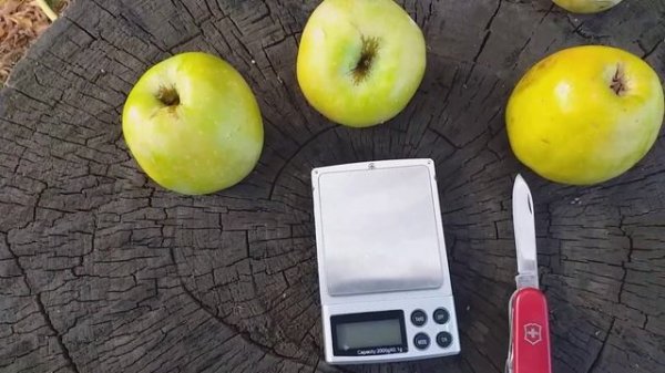 Яблоня осенняя сорт Хидден Роуз (apple Hidden Rose). Дегустация Скрытой Розы.