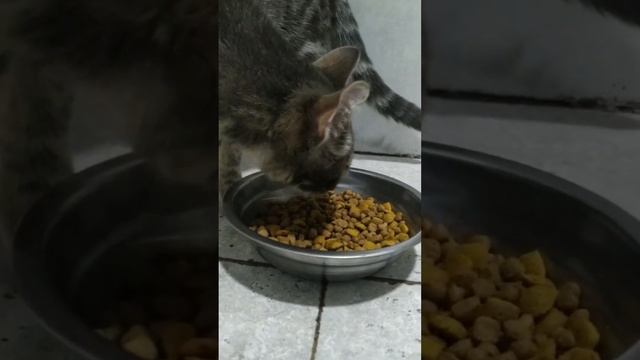 Сколько должна есть кошка? #кошки #кот #видеокотики #животные, #вода, #корм, #кормдлякошки, #котено смотреть онлайн