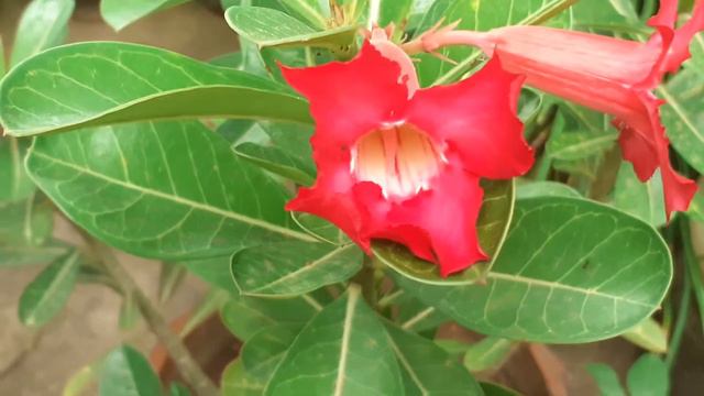 Adenium Desert Rose смотреть онлайн