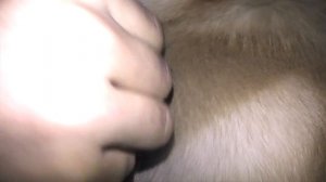 Самодельный клещедер! Как достать клеща у собаки или человека ?