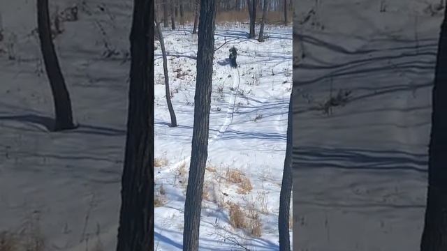 Видео от Дмитрия "Подъем в гору на Мотоснегокате С380 Лонг 20 л.с смотреть онлайн