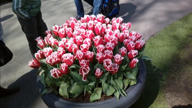 ? Кёкенхоф.КОРОЛЕВСКИЙ ПАРК ЦВЕТОВ В НИДЕРЛАНДАХ.[Keukenhof Nederland]