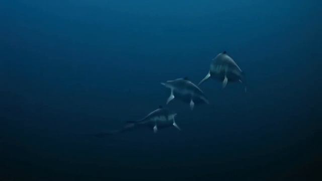 STURGEON and ALLIGATOR GAR-Everything You Need to Know About These Prehistoric Giants-DOCUMENTARY смотреть онлайн
