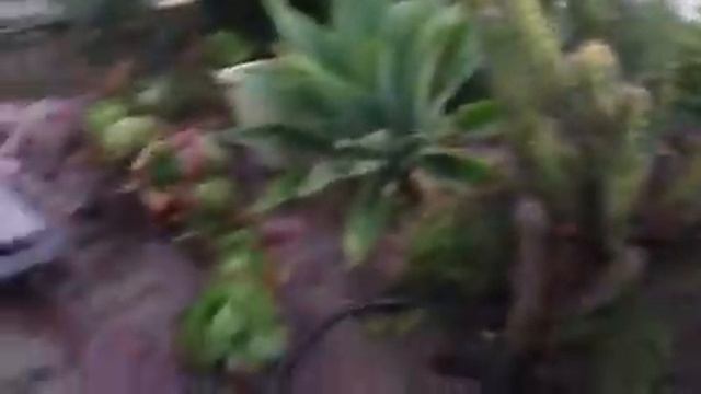 Cactus Gift! Am I Blessed or Wha? A Myrtillocactus Cochal смотреть онлайн