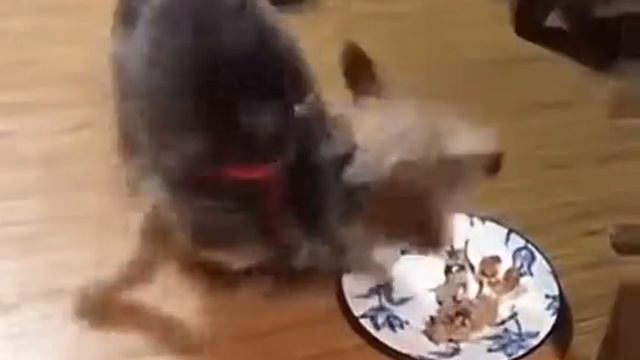 Злой кот смотреть онлайн