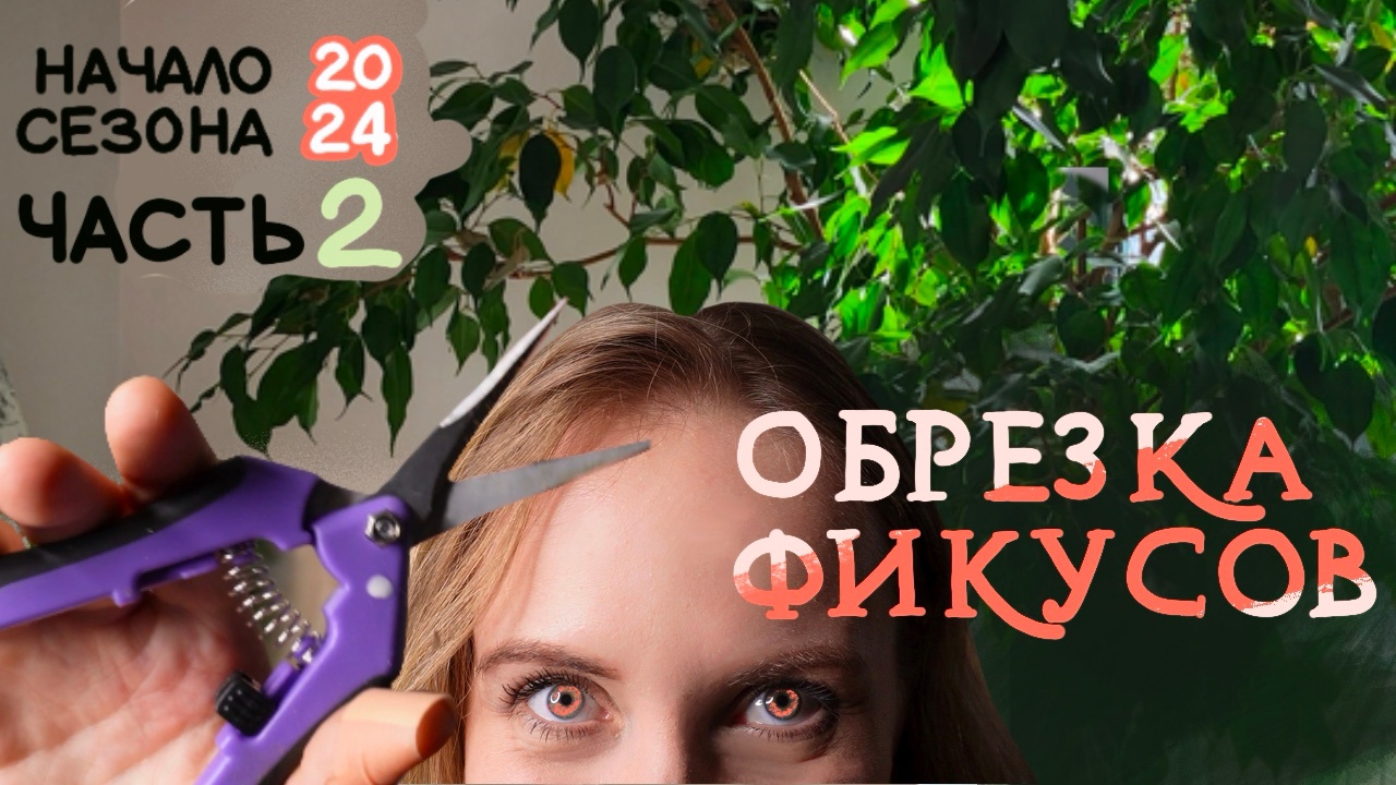 Обрезаю ФИКУСЫ | Начало ЦВЕТОЧНОГО сезона 2024 | Часть 2 смотреть онлайн