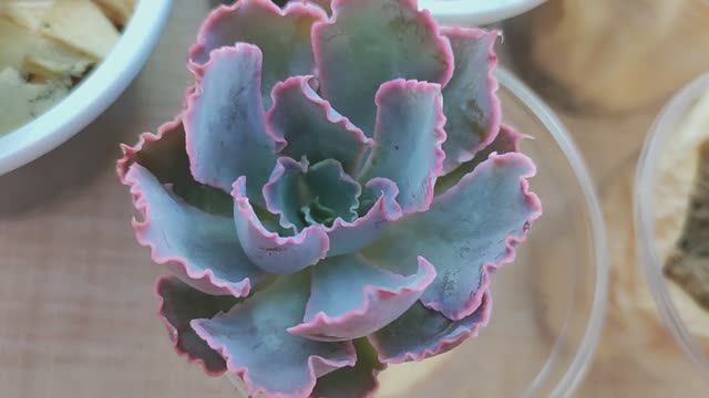 Распаковка растений из интернет-магазина Кактус Гарден! Бомбический подарок от продавца! смотреть онлайн